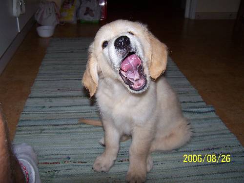 min hund