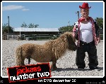 jackass