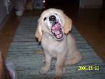 min hund