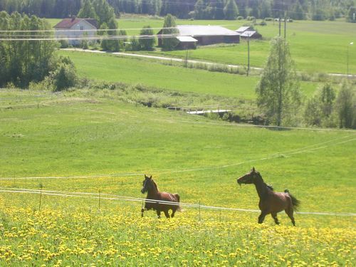 älsklingarna på sommarbete <3
