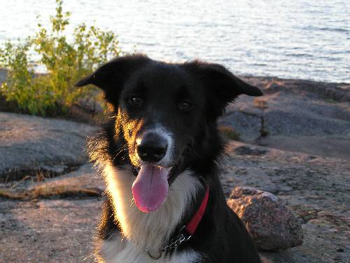 Älskade Buster RIP
saknar dej
