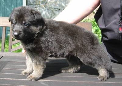 det här är min hund ja nu e han ju mycket större men a anske lägger upp i hans nuvarande storlek.