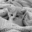 Bild av sniper_katten