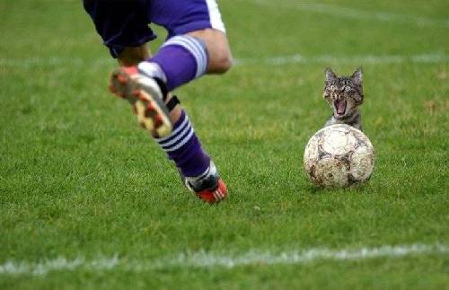 katt på fott bolls plan