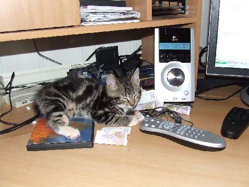 min katt