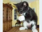Min Katt^^XD