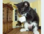 Min Katt^^XD