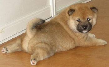 en shiba :P