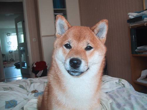 min hund^^ igen