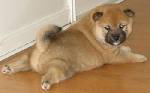en shiba :P
