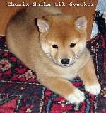 min hund