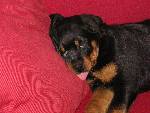 Våran hund Angel