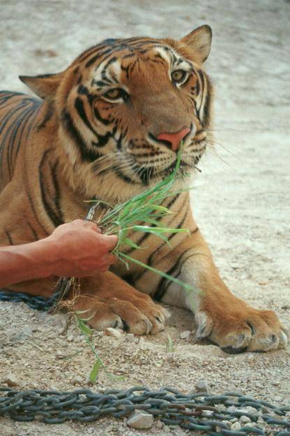 Min tiger unge som jag är fadder till på wwf