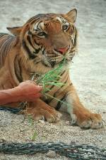 Min tiger unge som jag är fadder till på wwf
