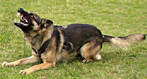 min fd hund