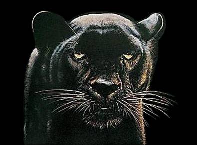 Black Panther Army!