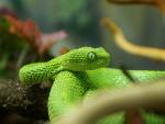 Snake!