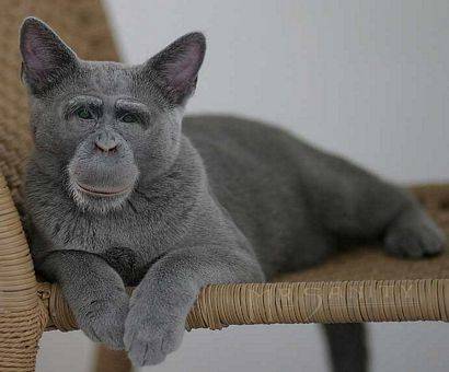 apkatt