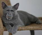apkatt