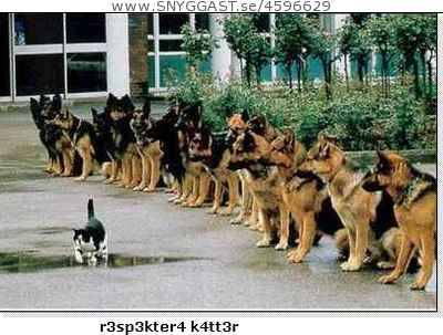 cats rules