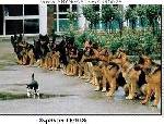 cats rules