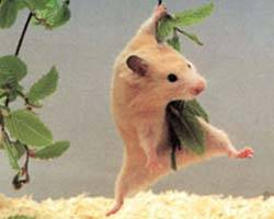 Hamster swing!!