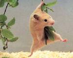 Hamster swing!!