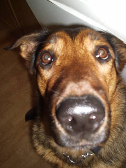 :D min fina hund
