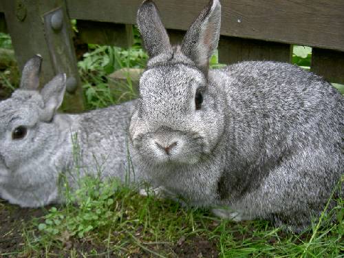 R.I.P Snuttan o Nini