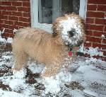 min kompis hund i snön