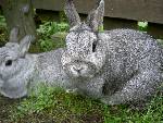 R.I.P Snuttan o Nini