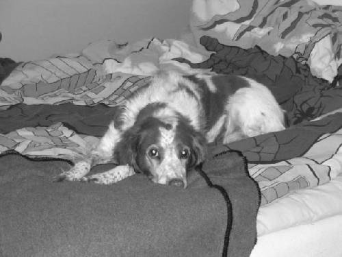 min hund