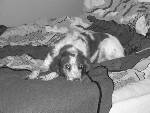 min hund