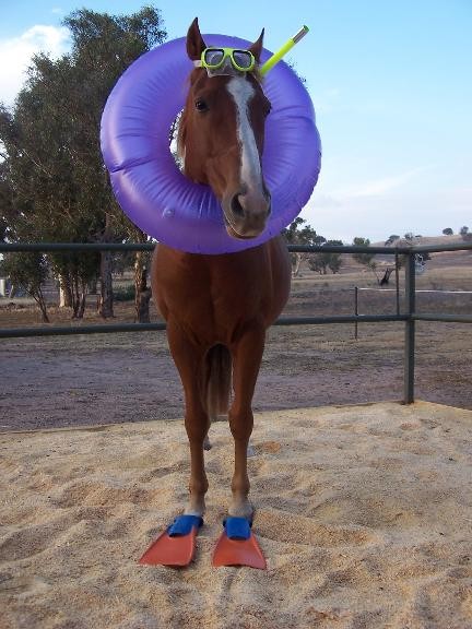 Snel hest