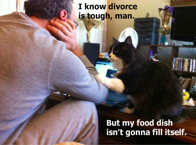 Sympatisk katt