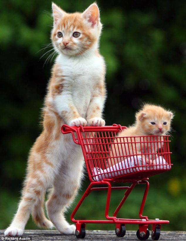 Dags för lite shopping