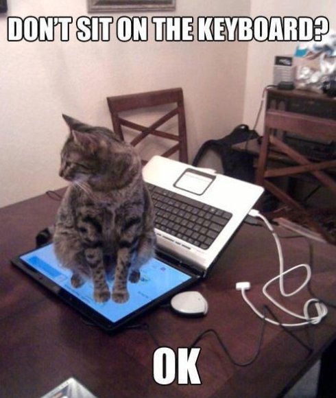 Typical cat