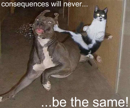 Katt och hund