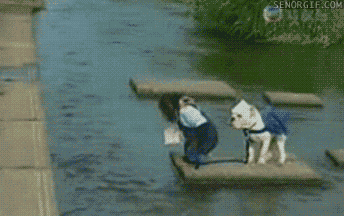 Apa vs hund