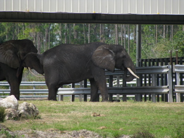 Hungrig elefant?