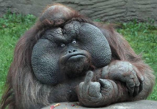 Fuck you