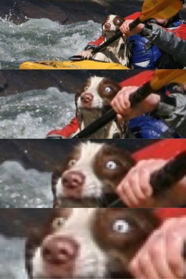 Rädd hund