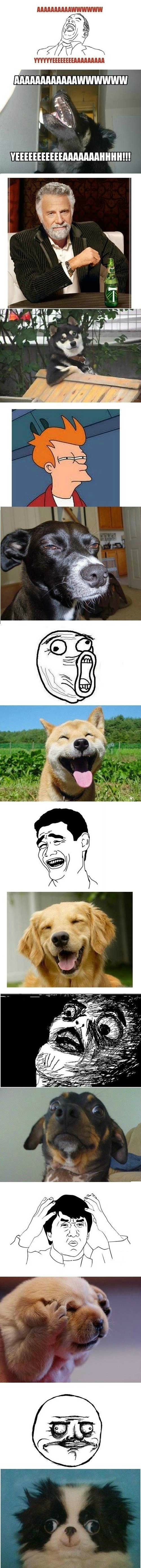 Memes and their dogs