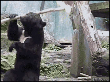 Ninja Bear