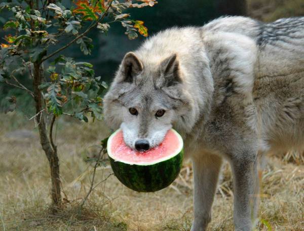 Varg som vegeterian?