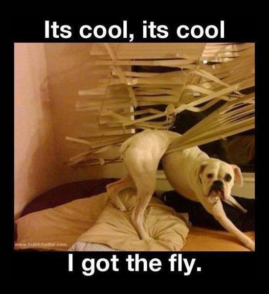 Hund vs fluga