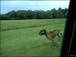 Hej hund