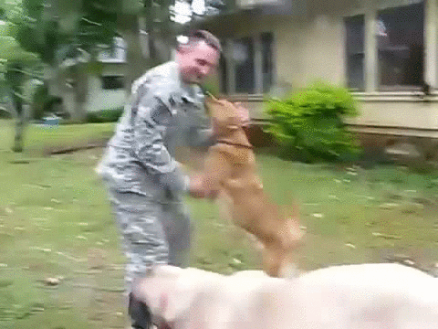 Varför hunden är människans bästa vän
