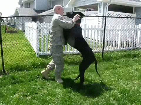 Varför hunden är människans bästa vän – bild 3 av 24