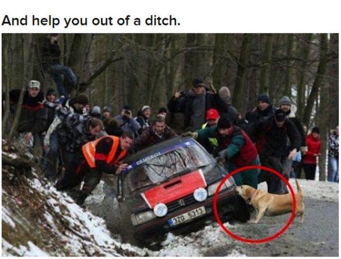 Varför hunden är människans bästa vän – bild 9 av 24